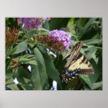 Butterfly Posters