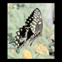 Butterfly posters