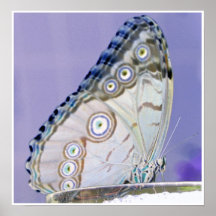 butterfly print