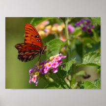 butterfly poster