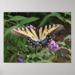 Butterfly Print
