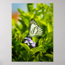 Butterfly Poster