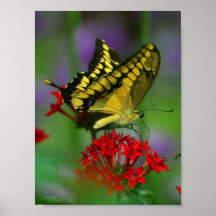 butterfly poster