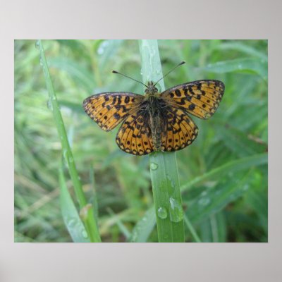 butterfly print by KirstiHarmajaArt