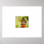 Butterfly Poster