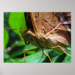 Butterfly Poster