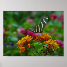 butterfly poster