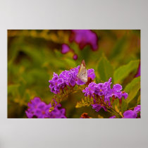 Butterfly Posters