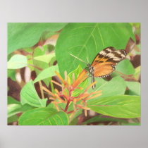 butterfly print