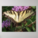 Butterfly Poster