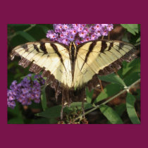 Butterfly posters