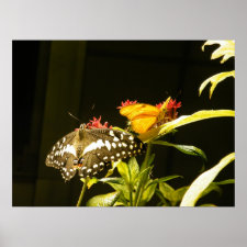 Butterfly Poster print