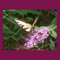 Butterfly posters