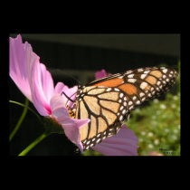 Butterfly Poster posters