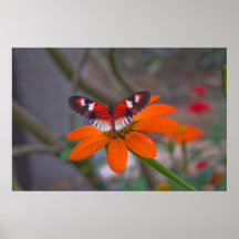 Butterfly Poster