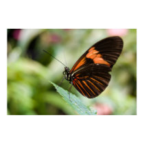 Butterfly Poster posters