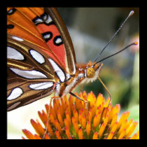 Butterfly Poster posters by KimiPhillips Butterfly Poster posters