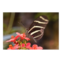 Butterfly Poster posters