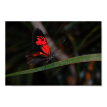 Butterfly Poster posters by blumenthalphoto Butterfly Poster posters