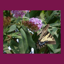 Butterfly posters