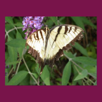 Butterfly posters