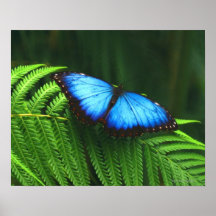 Butterfly Posters