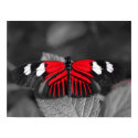 Butterfly Print by cthier Butterfly Print