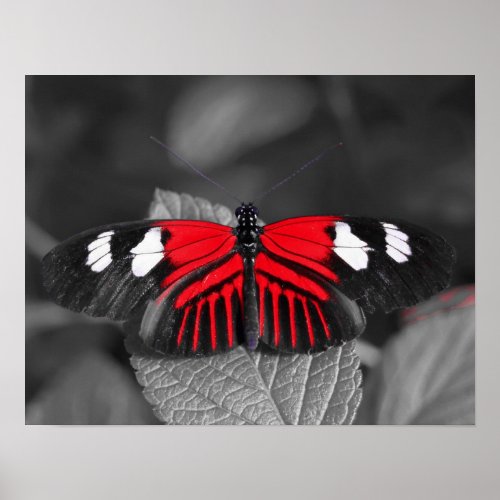 Butterfly Print print