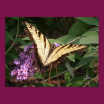 Butterfly posters
