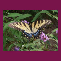 Butterfly posters
