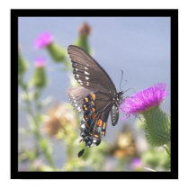 Butterfly posters