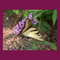 Butterfly posters