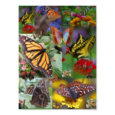 BUTTERFLY QUILT! Framed print by zazzitup