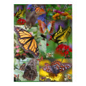 BUTTERFLY QUILT! Framed print by zazzitup BUTTERFLY QUILT! Framed print
