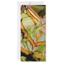 Butterfly rack cards