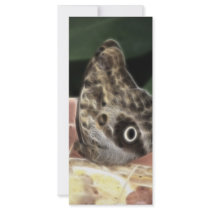 Butterfly rack cards
