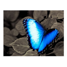 Butterfly Rainforest - Gainesville, FL 003 Postcards