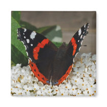Butterfly Red Admiral magnet