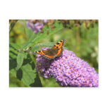 butterfly_resting_on_a_flower postcard