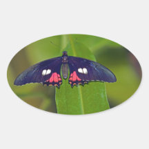 Butterfly Resting Sticker