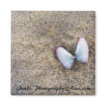 Butterfly Shells Magnet