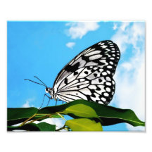Butterfly & Sky Photograph