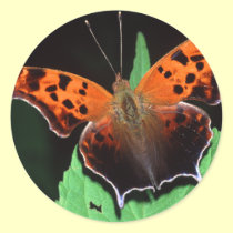 butterfly stickers