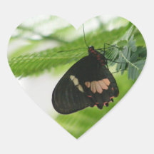 Butterfly Sticker