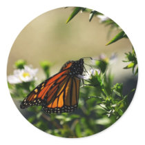 Butterfly Stickers