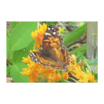 Butterfly Stretched Canvas Print