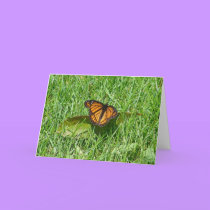 Butterfly summer cards