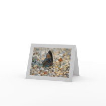Butterfly Sympathy Card