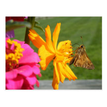 Butterfly- Thinking of You Postcard
