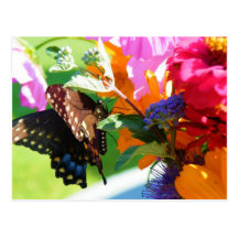 Butterfly- Thinking of You Postcard
